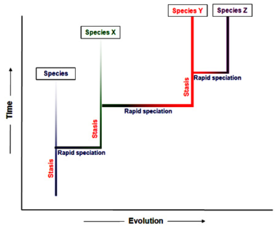 graph punctuated equilibrium