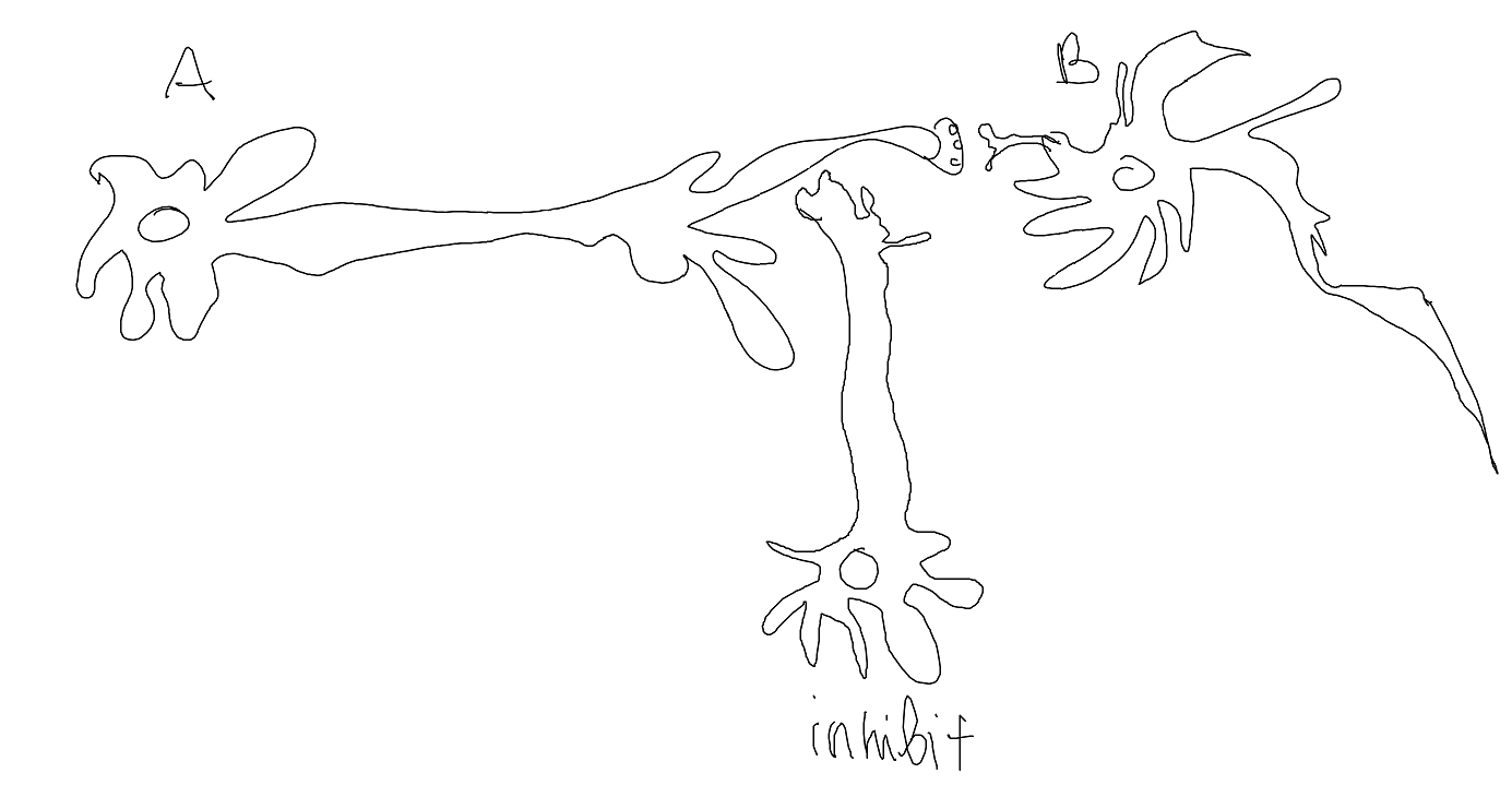 ilustrasi inhibiting yg dilakukan oleh neuron seng terjadi e bkn nde dendrit, tapi nde axon e