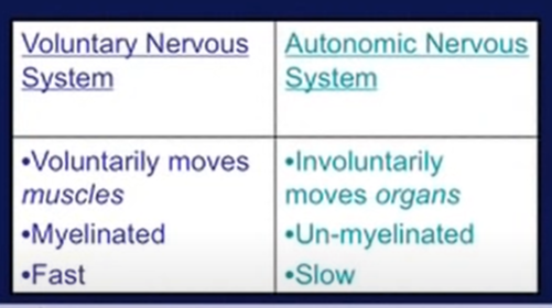 perbandingan ANS dengan VNS
